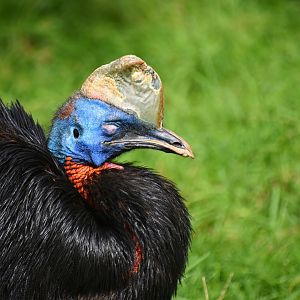 Northern cassowary, Casuarius unappendiculatus