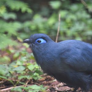 Blue coua, Coua caerulea