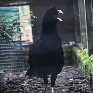 Crestless curassow, Mitu tomentosum