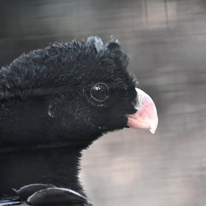 Crestless curassow, Mitu tomentosum