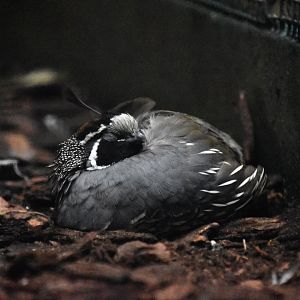 Gambel's quail, Callipepla gambelii