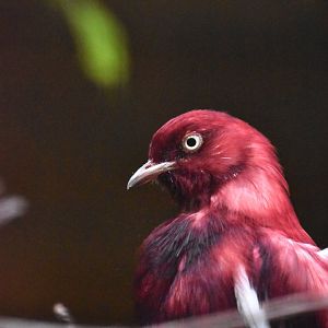 Pompadour cotinga, Xipholena punicea