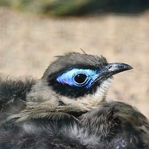 Giant coua, Coua gigantea