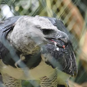 Harpy eagle, Harpia harpyja