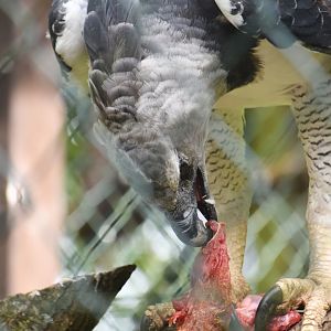 Harpy eagle feeding, Harpia harpyja