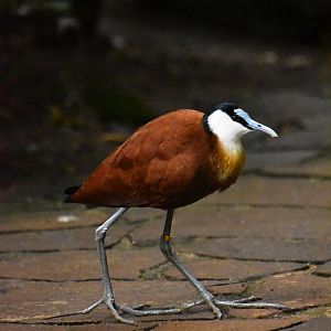 African jacana, Actophilornis africanus