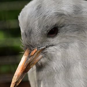 Kagu, Rhynochetos jubatus