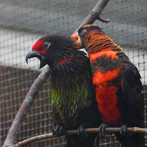 Carmine fronted and Dusky lories