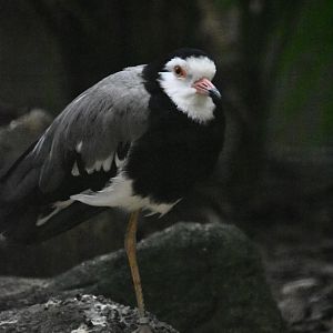 Long toed lapwing, Vanellus crassirostris