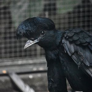 Long-wattled umbrellabird, Cephalopterus penduliger