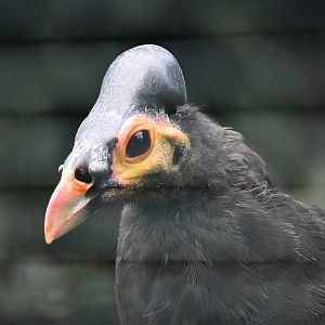 Maleo, Macrocephalon maleo