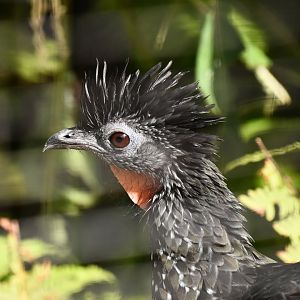 Marail guan, Penelope marail