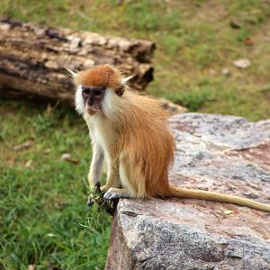 Heuglin’s Patas Monkey Baby
