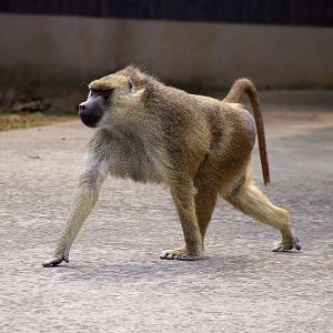 Yellow Baboon (Papio cynocephalus)