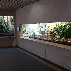 Black-and-rufous sengi enclosure