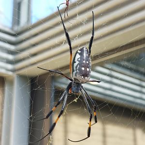 Nephila spider in walkthrough