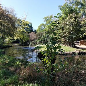 Common hippo exhibit