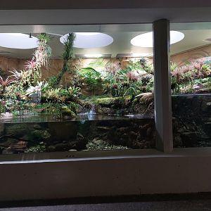 Vivarium - Hellbender exhibit