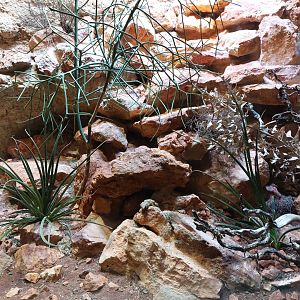 Vivarium - Armadillo girdled lizard exhibit