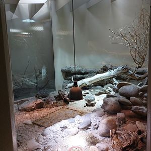 Vivarium - Radiated tortoise exhibit
