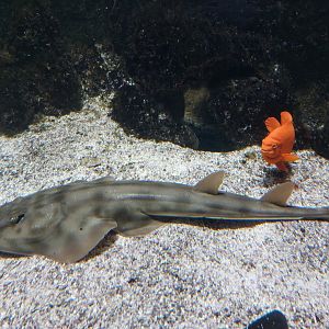 Vivarium - Pacific guitar ray