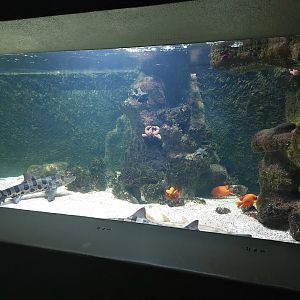 Vivarium - Californian tank