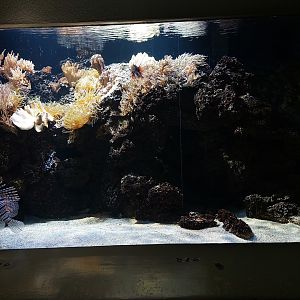 Vivarium - reef tank