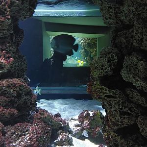 Vivarium - Caribbean tank