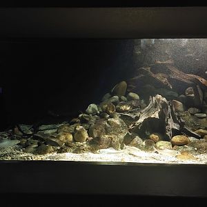 Vivarium - endangered native fish
