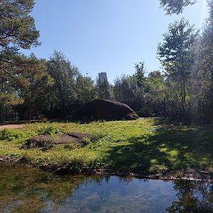 Western gray kangaroo enclosure