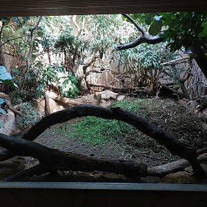 Brush turkey indoor exhibit