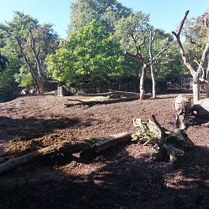 Indian rhino enclosure