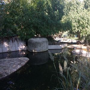 African penguin enclosure
