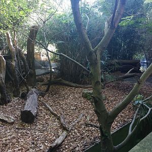 Pygmy hippo enclosure