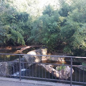 pygmy hippo enclosure