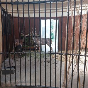 Stripes as camouflage