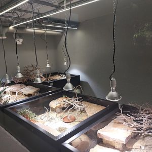 Boulenger's cape tortoise