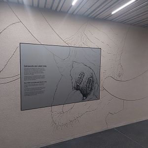 Tembea - Elephant education