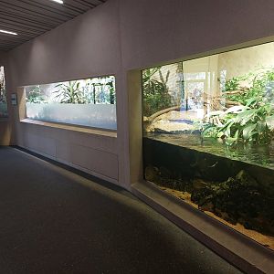 Tembea - lungfish and sengi enclosured