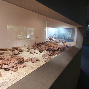 Tembea - Ant exhibit