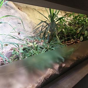 Black-and-rufous sengi exhibit