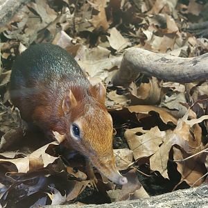 Black-and-rufous sengi