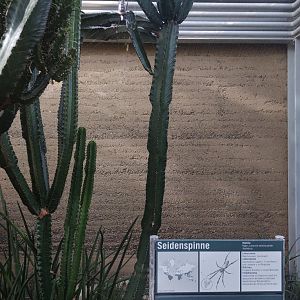 Etosha - Nephila spider walkthrough