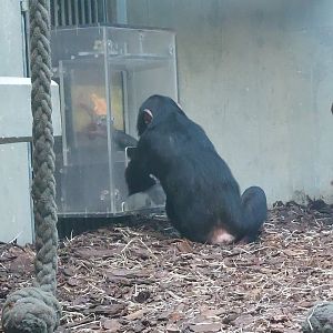 Chimpanzee enrichment