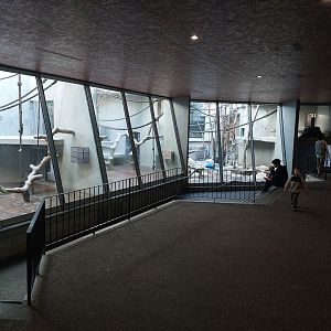 Gorilla indoor enclosures