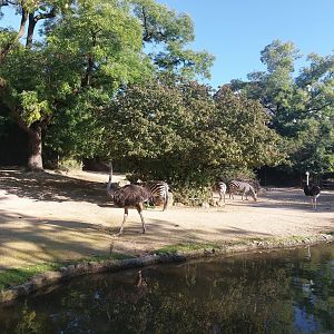 Grant's zebra and ostrich enclosure
