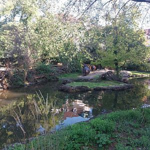 Common hippo enclosure