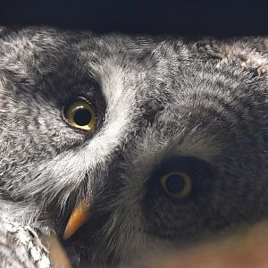 Great grey owl, Strix nebulosa