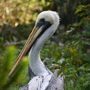 Peruvian pelican, Pelecanus thagus