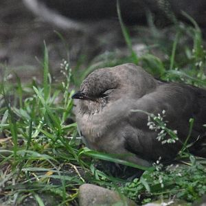 Collared pratincole, Glareola pratincola